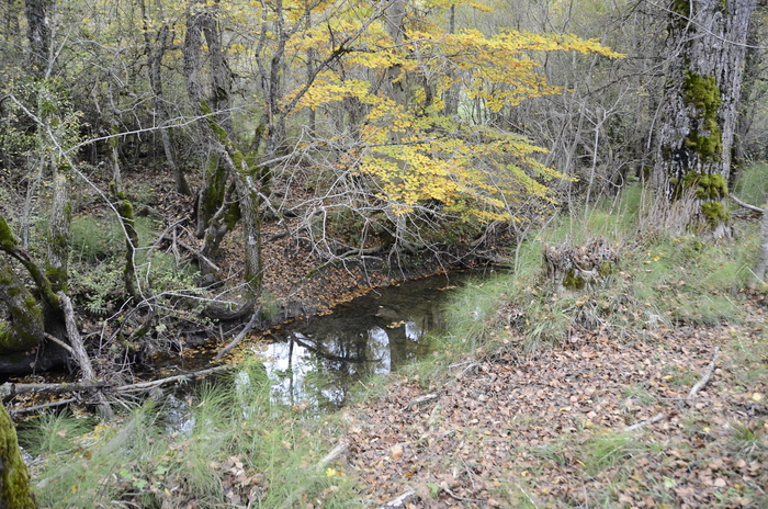 Rimozione delle briglie sul fiume Giovenco: un passo verso la rinascita ecologica