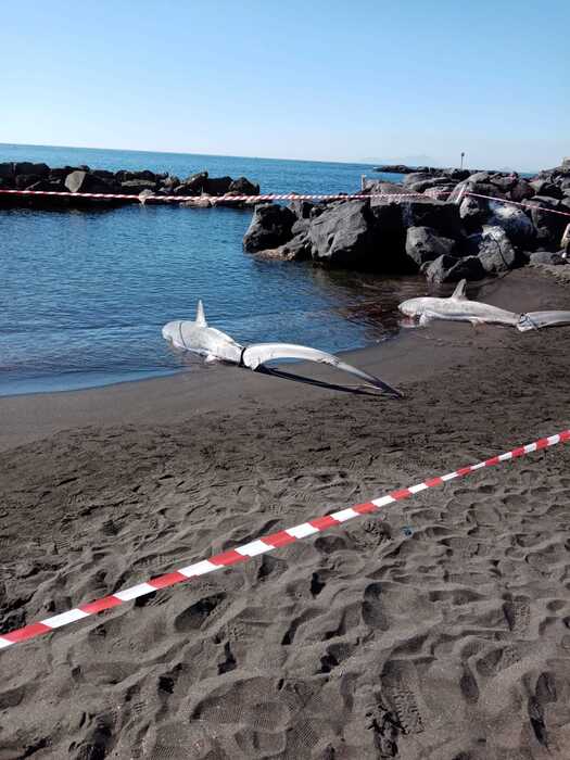 Ritrovati due squali volpe spiaggiati a Torre del Greco: esperti indagano le cause