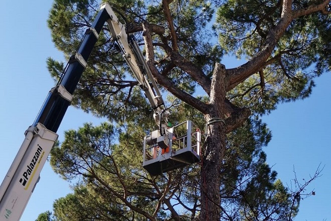 Roma: avviati i lavori di manutenzione delle alberature per il 2024 2025