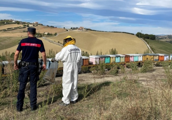 Scoperta violazione delle normative veterinarie negli apiari: tre apicoltori sanzionati nell’Ascolano e Fermano