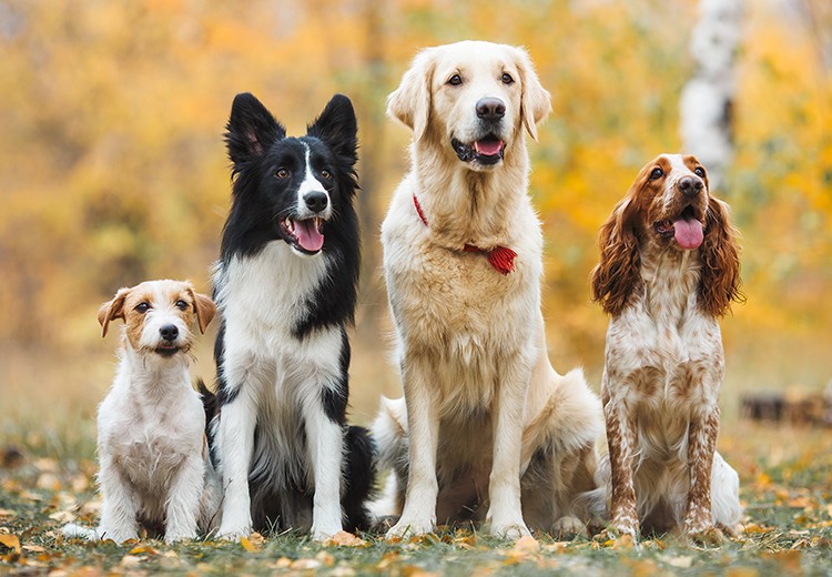 Sequestrati sette cani chiusi in valigia alla stazione di Pescara: intervento della Polfer