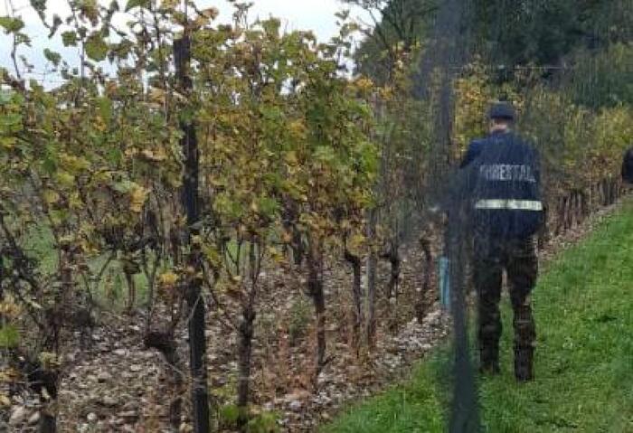 Sequestro di oltre 370 uccelli a Gradisca d’Isonzo: operazione contro il bracconaggio