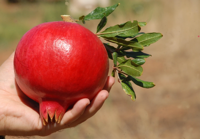 Sostenibilità e educazione alimentare: il decalogo del Crea per le scuole