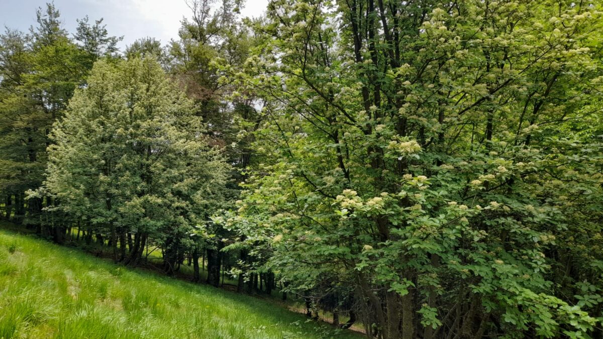 Sulmona si prepara alla Giornata Mondiale dell’Albero con l’iniziativa Alberi per il Futuro