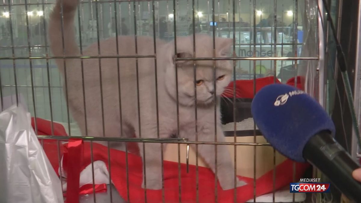 Super Cat Show: un evento imperdibile per gli amanti dei felini a Roma