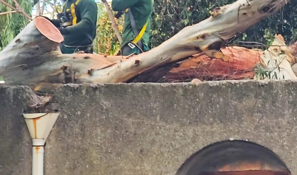 Tempesta su Ischia: albero crolla davanti all’ospedale Rizzoli, l’urgenza di un monitoraggio arboreo