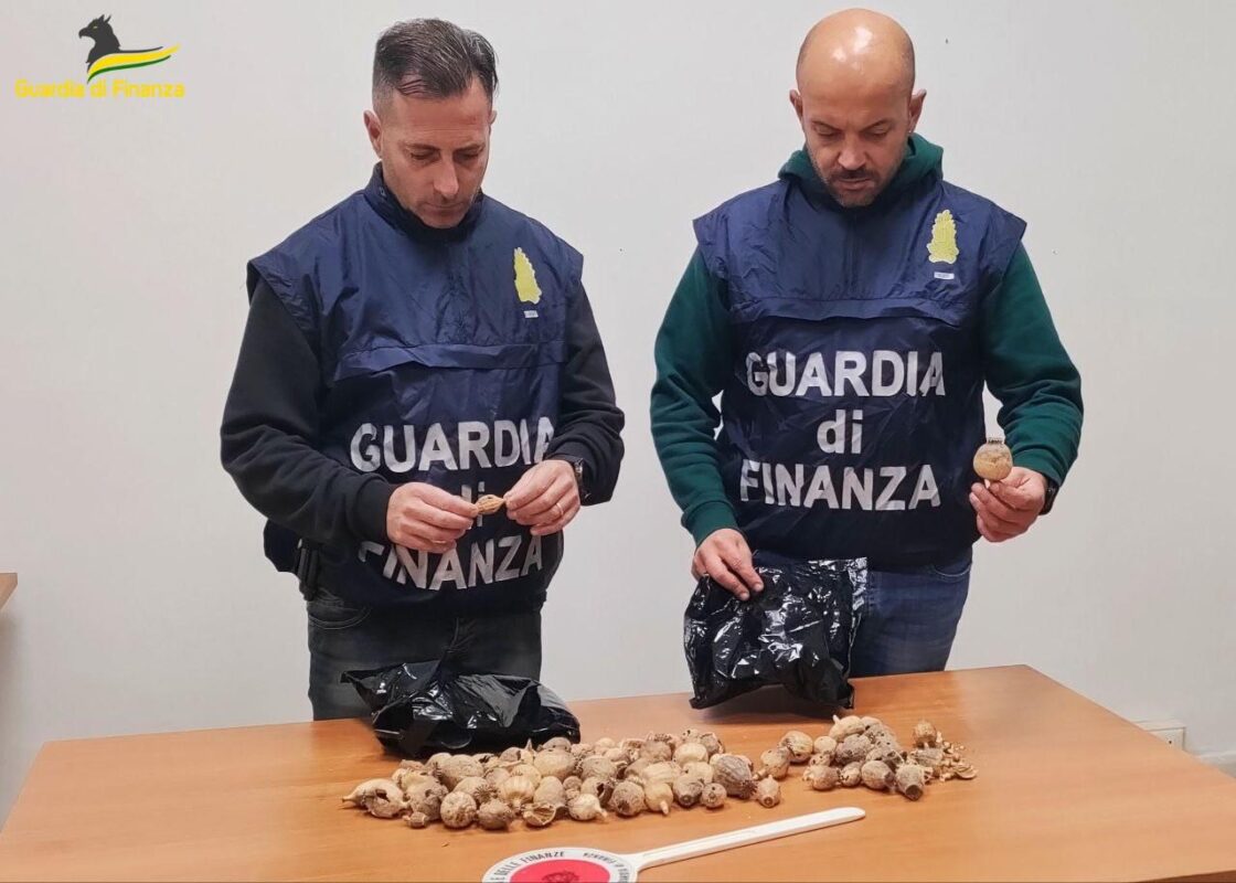 Terracina, operazione della Guardia di Finanza: sequestrati 100 bulbi di papavero da oppio