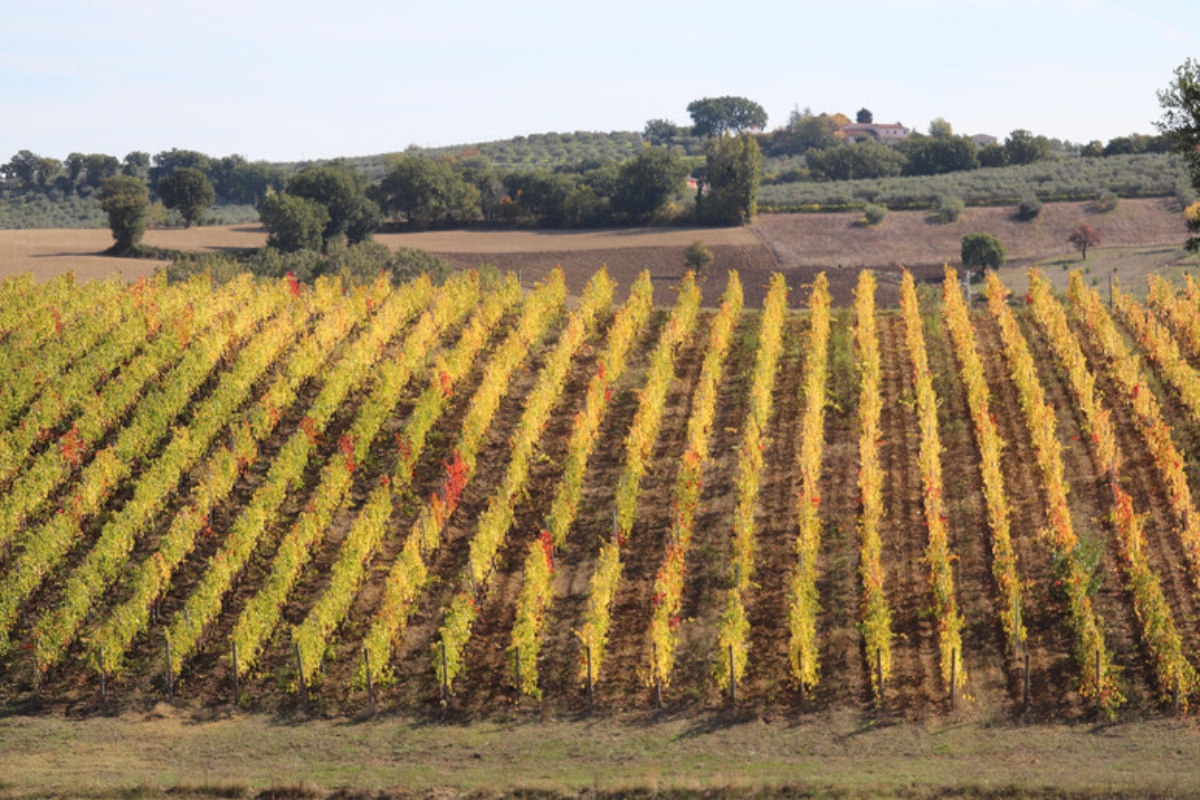 Tragedia a Busca: agricoltore ritrovato senza vita in una tinozza di vino