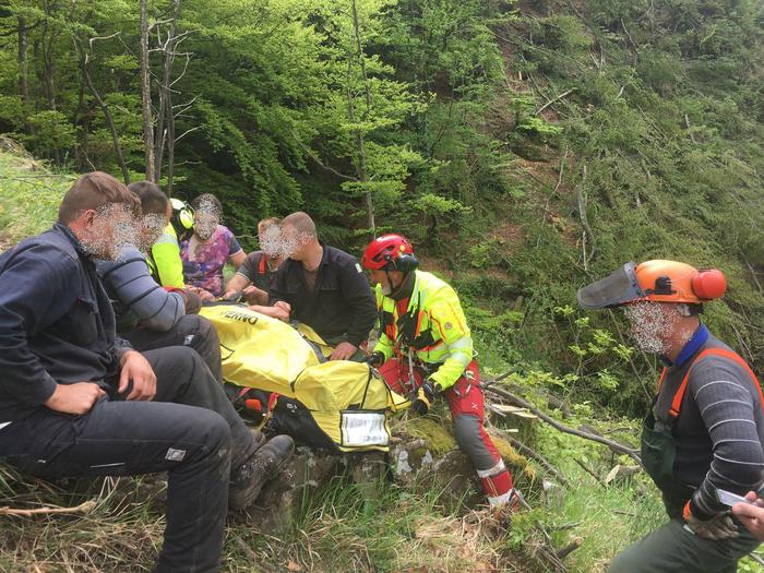 Tragico incidente in Valbelluna: uomo di 65 anni schiacciato da un albero mentre lavorava