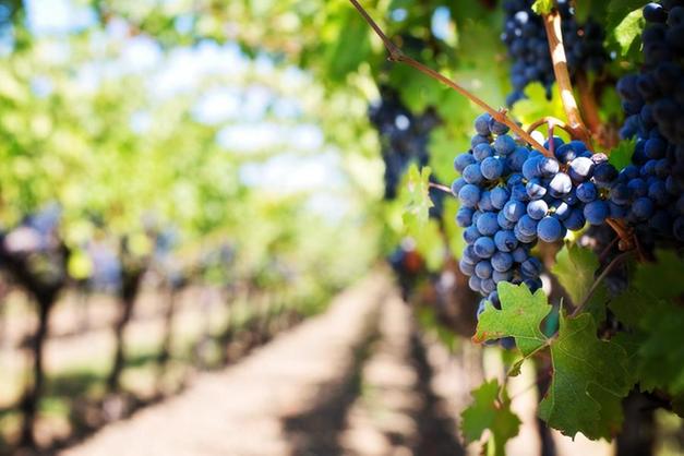 Un importante convegno in Valpolicella: cambiamento climatico e terrazzamenti vitivinicoli