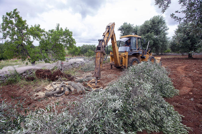 Urgente azione europea richiesta per combattare la xylella in Puglia e salvaguardare l’olivicoltura