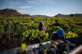 Vendemmia siciliana 20243A qual