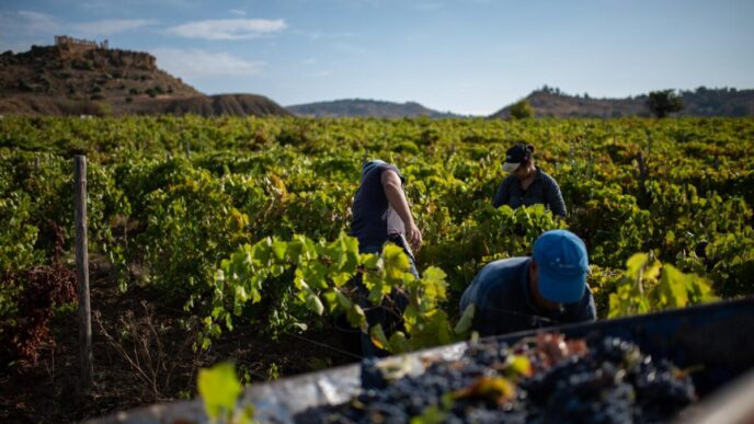 Vendemmia siciliana 20243A qual