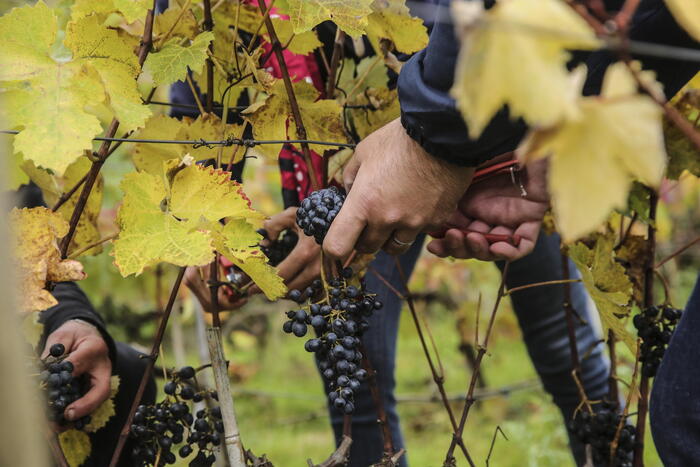 Veneto: proroga per le autorizzazioni ai vigneti a causa delle avverse condizioni climatiche