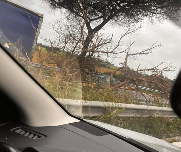 Venti di burrasca a Roma: cadute di alberi e disagi nel traffico il 20 novembre