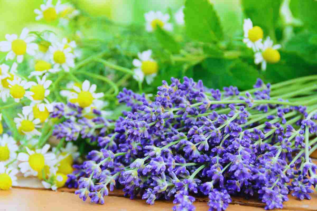 erbe aromatiche nel cuscino: perchè metterle