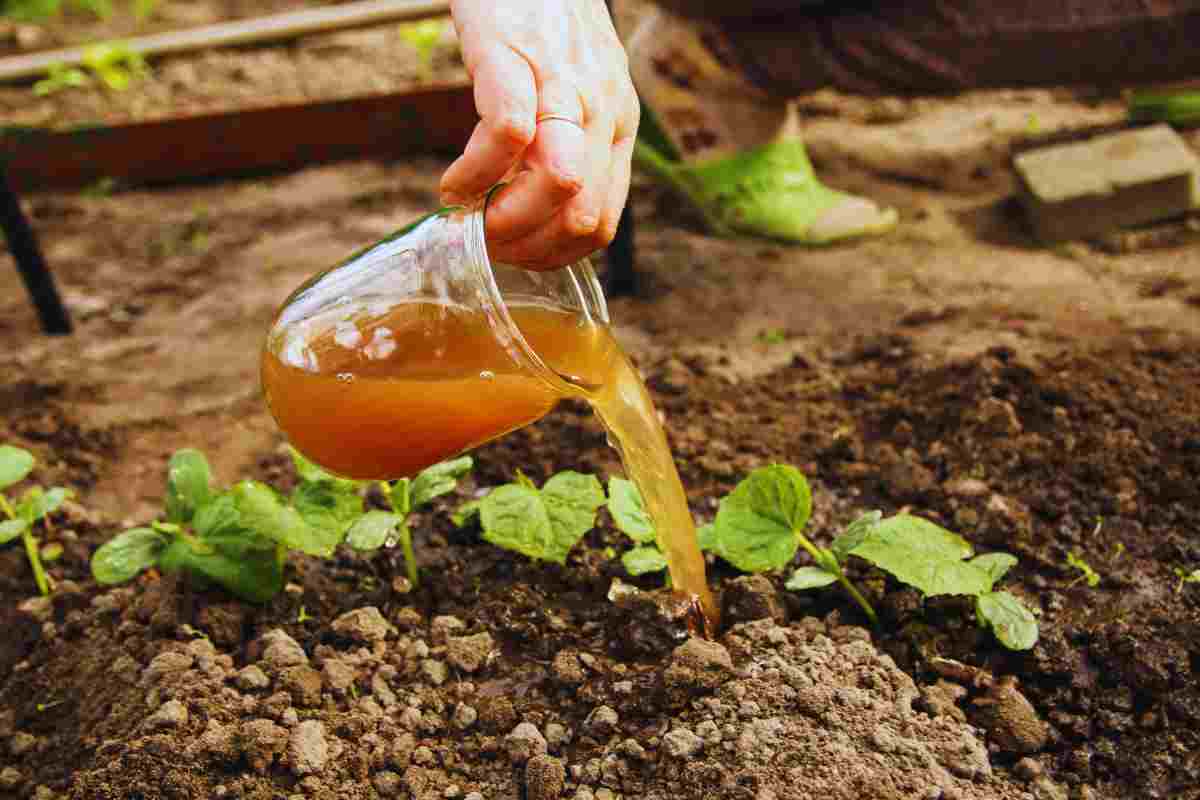 Gli scarti alimentari sono un vero toccasana per le piante: quali e come utilizzarli