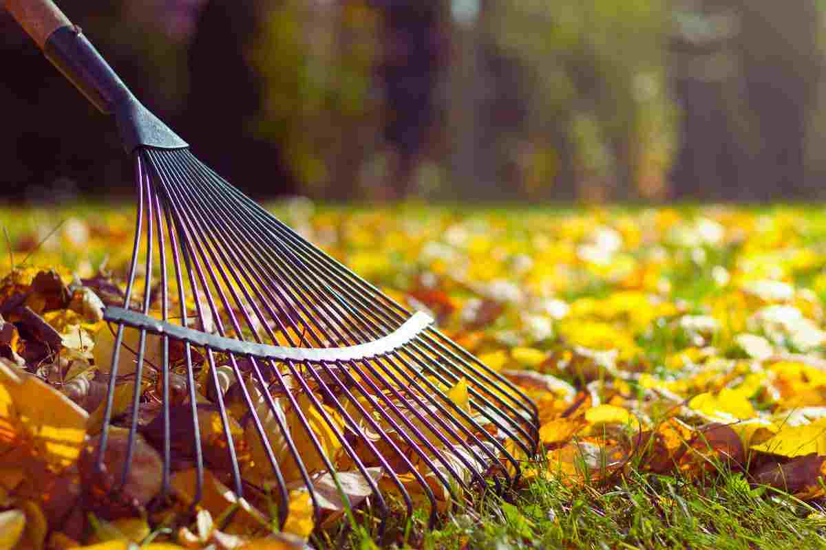 Giardino, non pulirlo in autunno è la scelta migliore: il motivo è incredibile