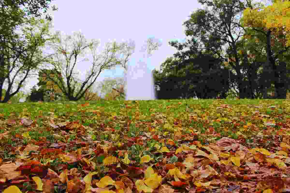 Il Motivo Per Non Pulire Il Giardino In Autunno