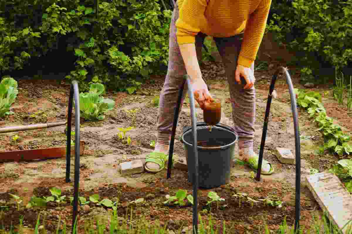 L'Acqua Di Cottura Delle Patate Come Fertilizzante Per Le Piante