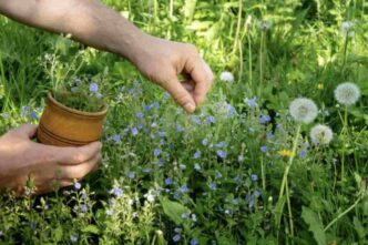 Una Mini Serra Domestica Può Essere Una Soluzione Perfetta