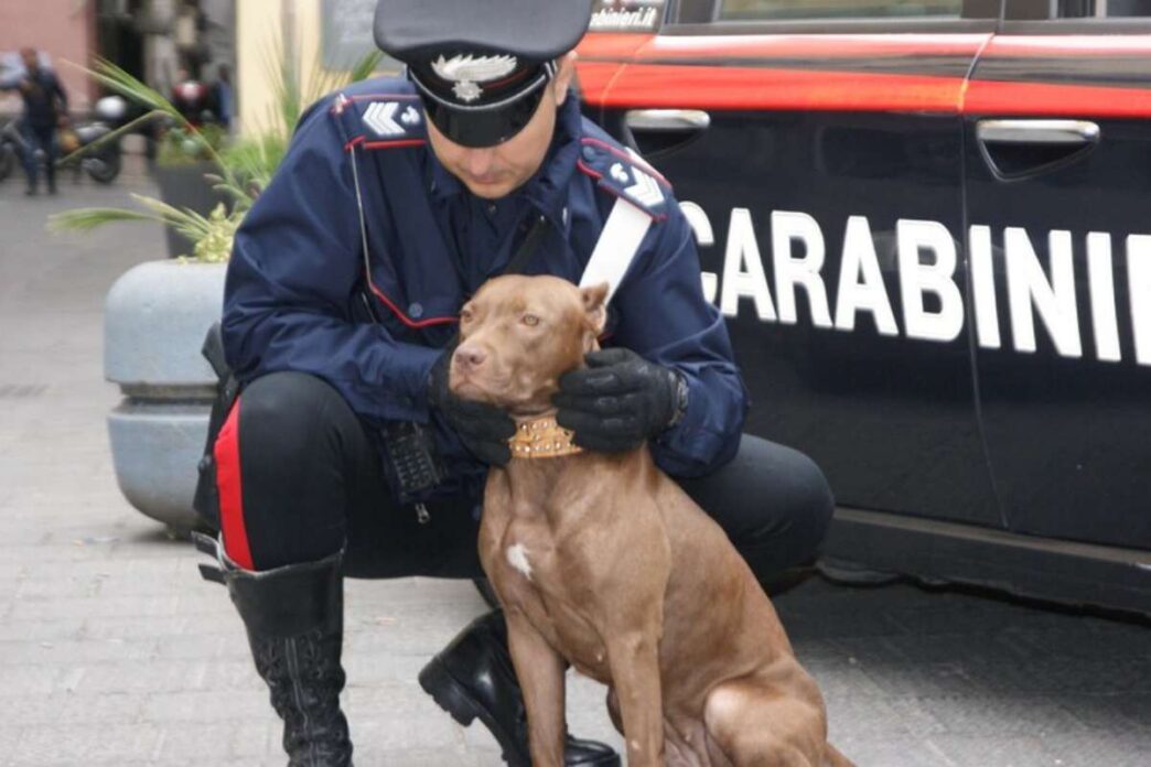 Abbandono di un cane a Vedelag