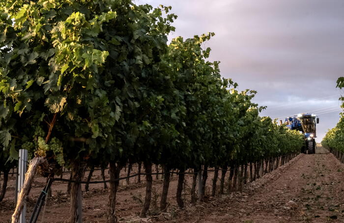 Produzione di vino in calo3A ne