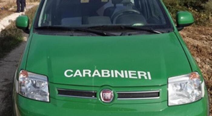 Trovata carcassa di lupo a Fra