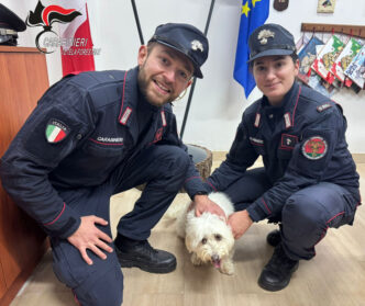 Un cucciolo maltese ritrovato