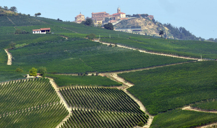 Vendemmia 2024 in Piemonte3A un