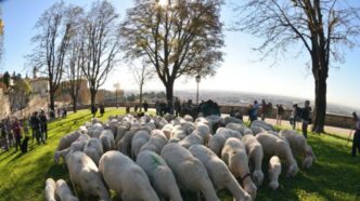 Allerta sanitaria in Viterbo3A