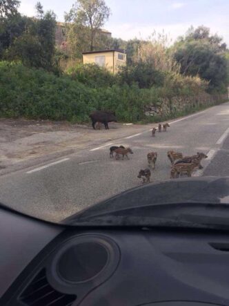 Incidenti stradali con animali