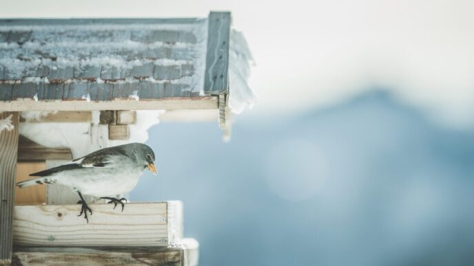 Inverno da sogno tra natura e