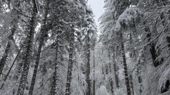 Neve e turisti3A la Calabria si