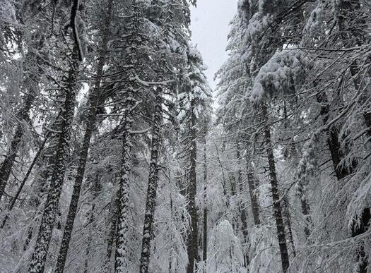 Neve e turisti3A la Calabria si