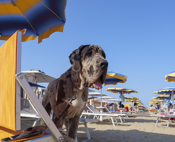 Rimini si colora di pet friend