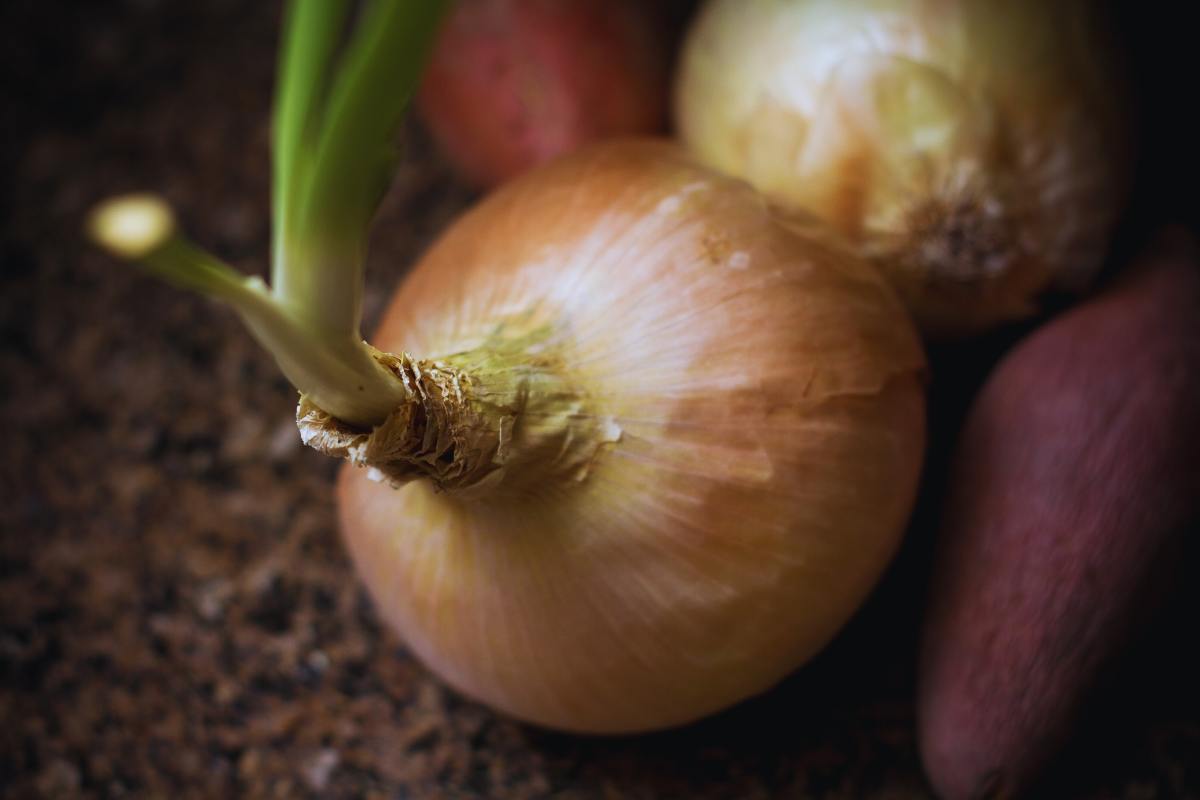 cipolle germogliate: gli usi di recupero