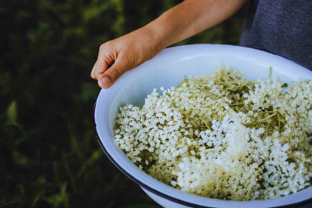 come fare le frittelle di sambuco