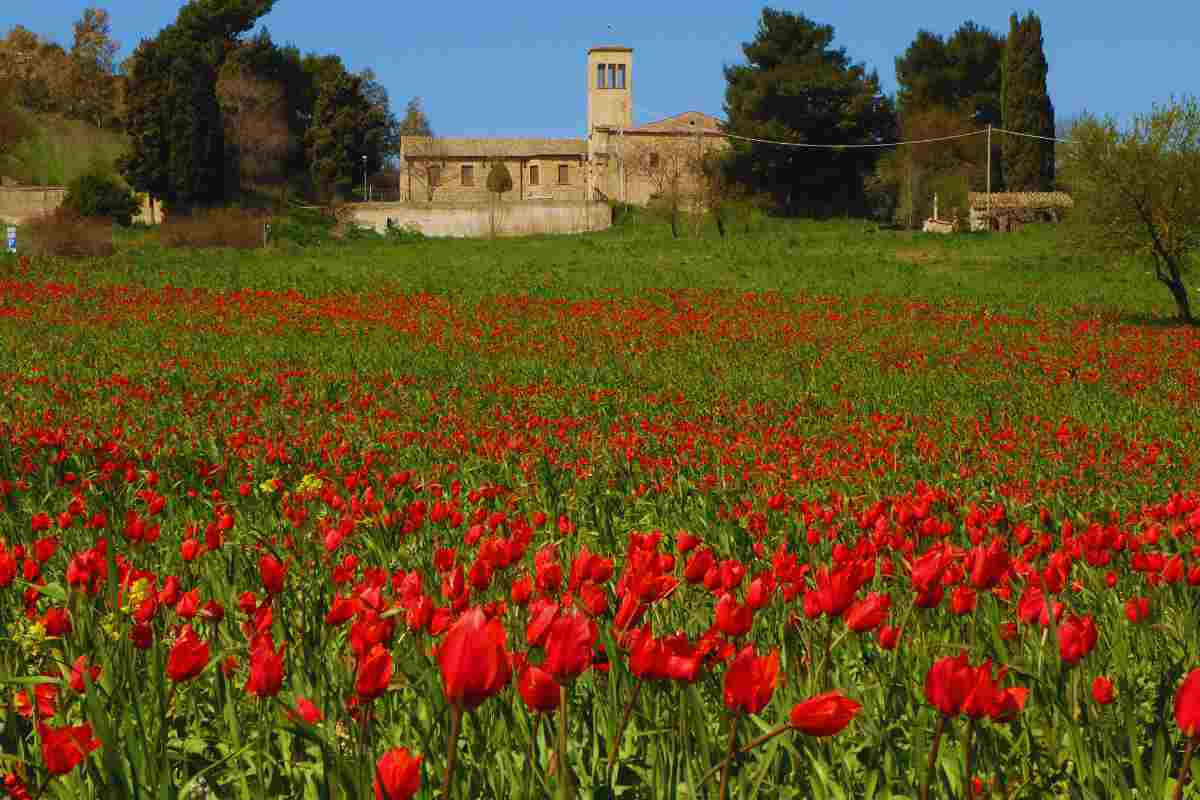  i tulipani del ponte di blufi