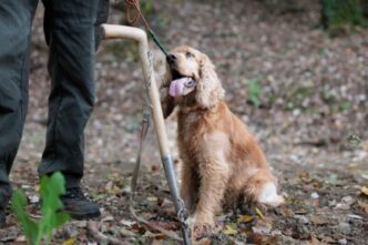 Abbandono animale a Torino3A ca