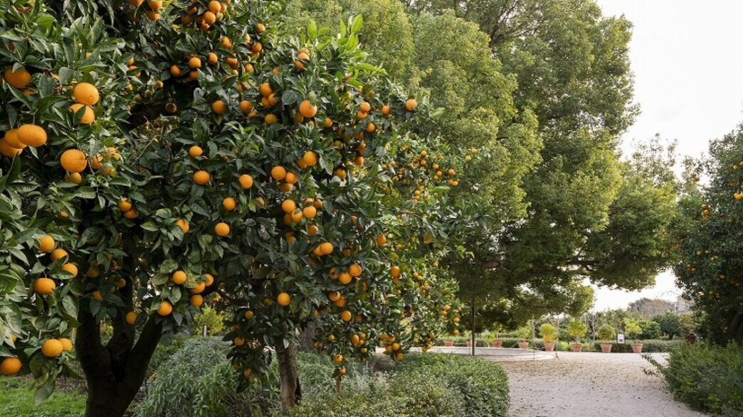 Agrumi in festa3A il giardino t