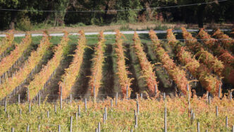 Cantine vincitrici del concors