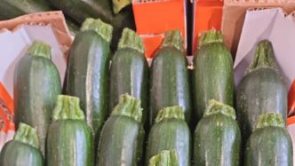 Prezzi delle zucchine lunghe s