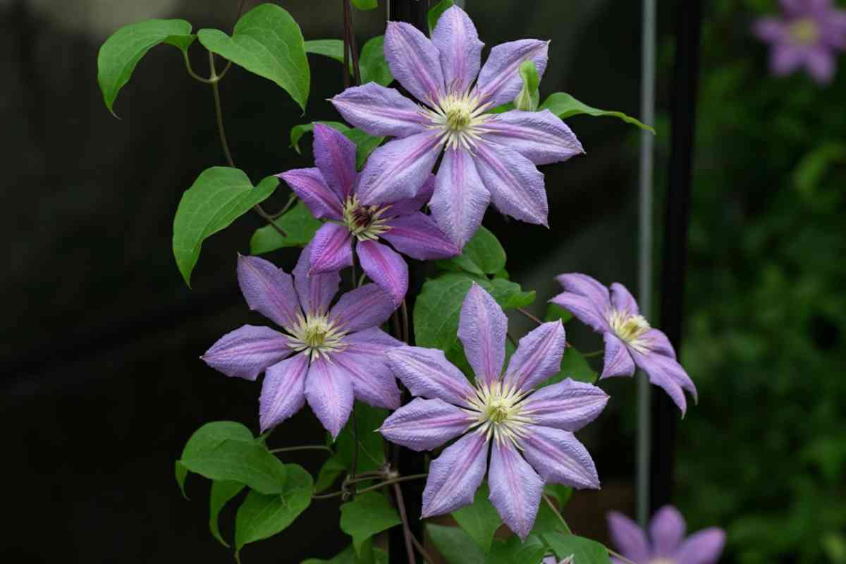 come curare la clematis