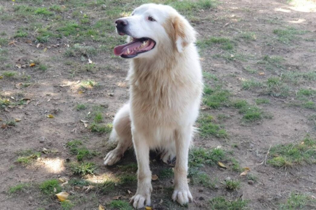 Aggressione di un cane pastore