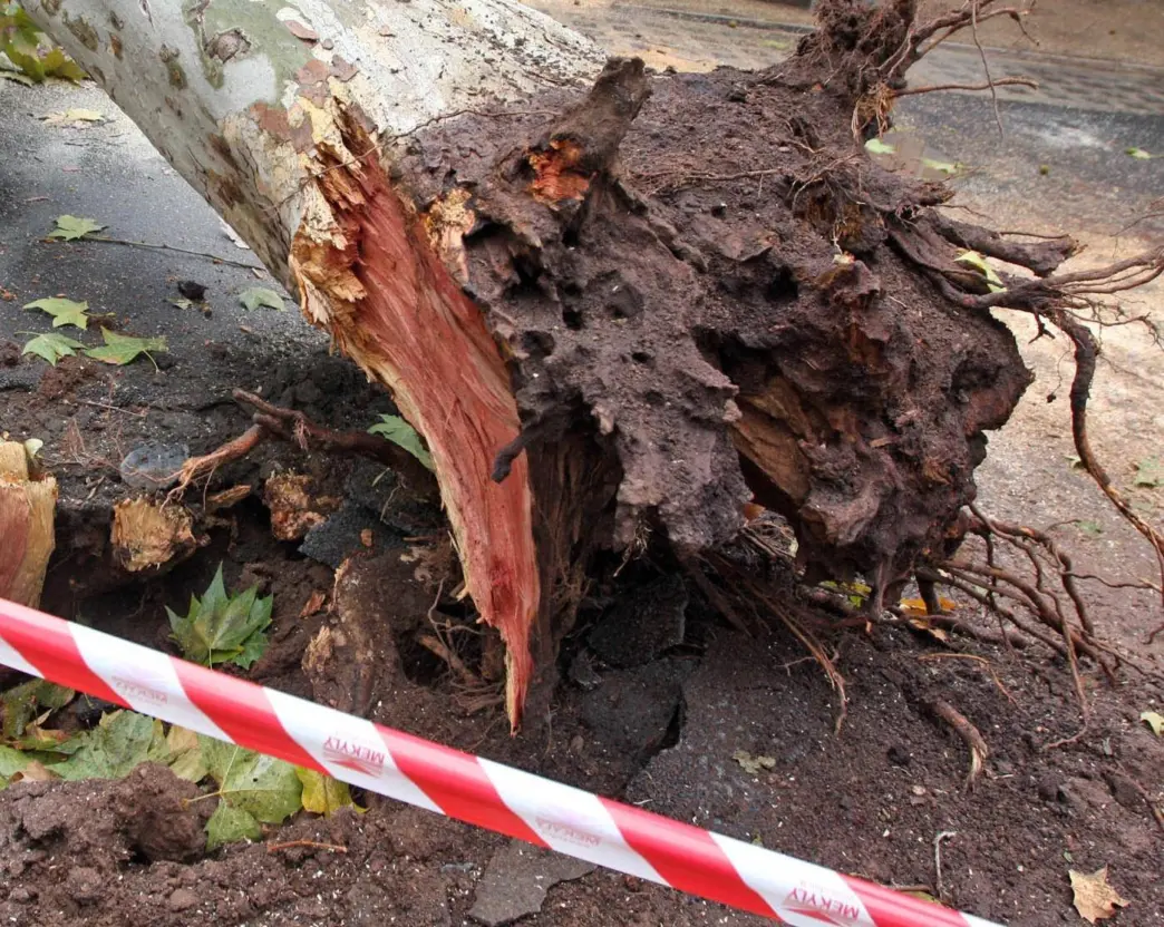 Albero cade su un27auto a Roma3A