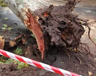 Albero cade su un27auto a Roma3A