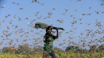 Allerta locuste in Algeria3A at