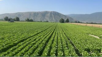 Aumento dei prezzi agricoli in