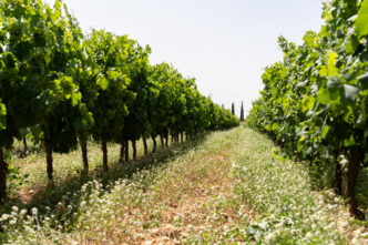 Cantine Settesoli lancia un pr